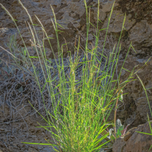 Nassella chilensis