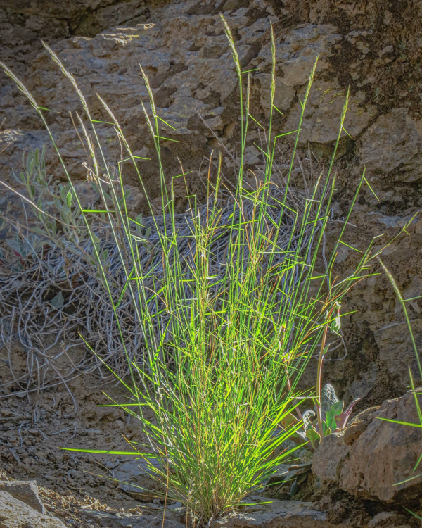 Nassella chilensis