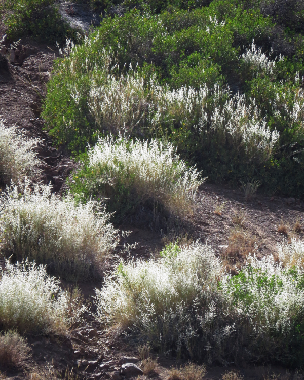 Melica argentata