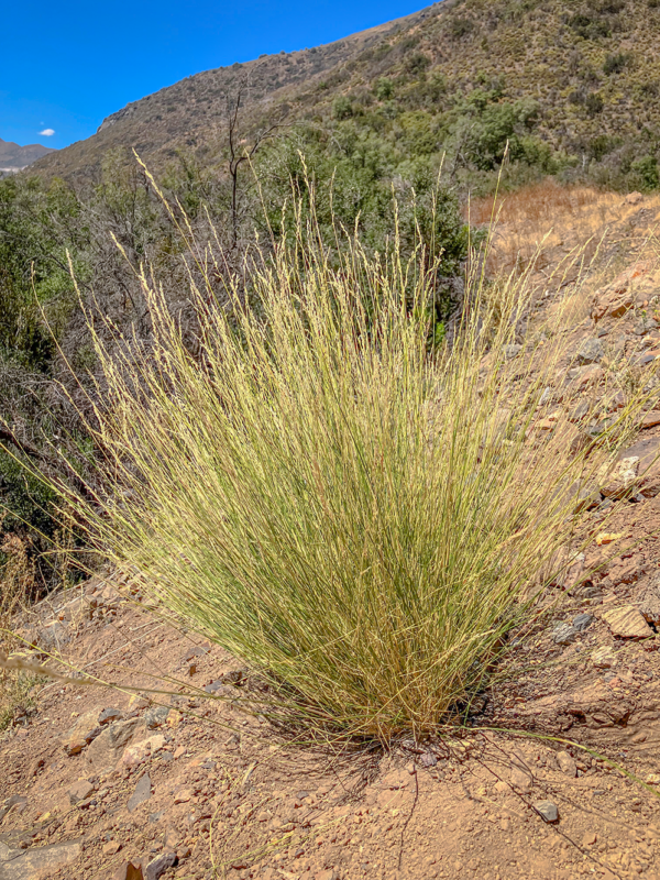 Nassella chilensis