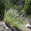 Stipa speciosa