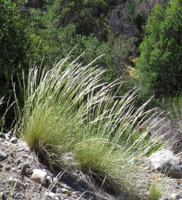 Stipa speciosa