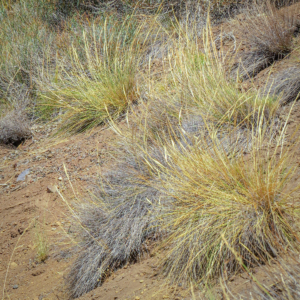 Stipa speciosa