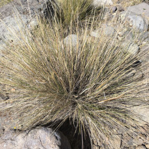 Stipa speciosa