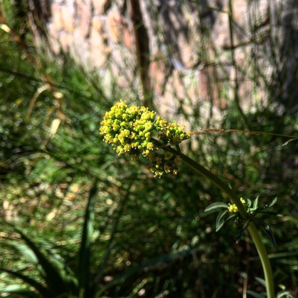 Valeriana