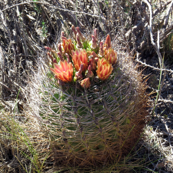 Eriosyce curvispina