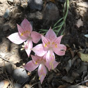 Alstroemeria angustifolia