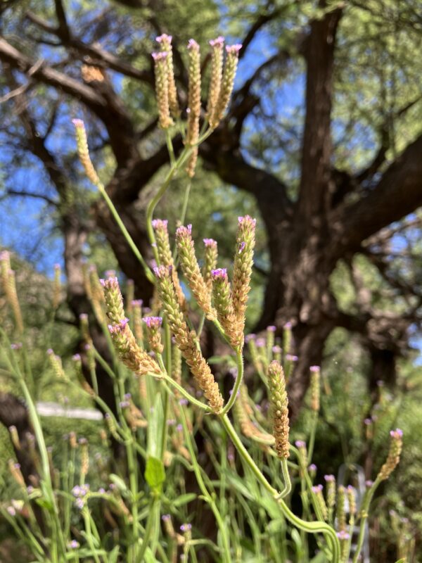 Verbena