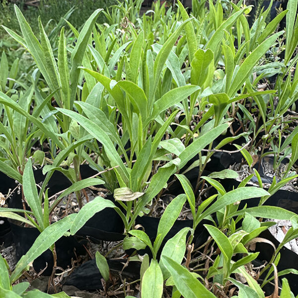 Solidago chileno