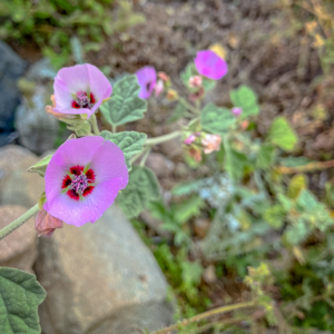 Malvavisca