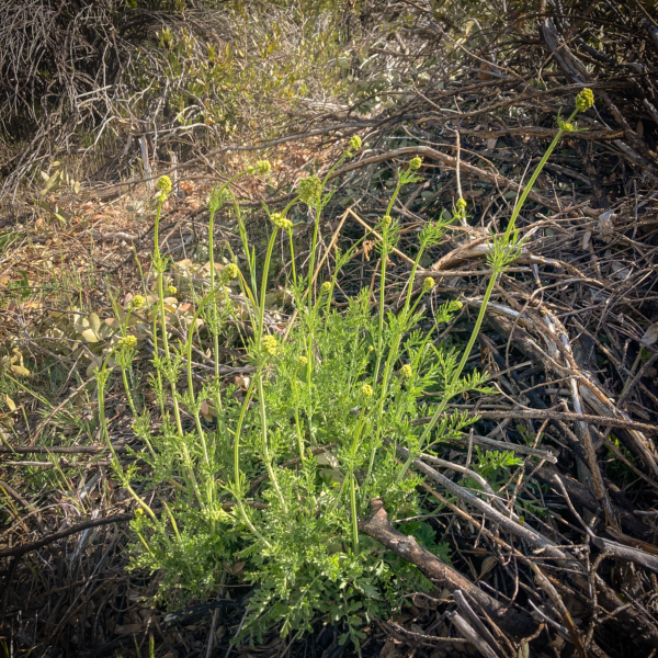 Valeriana