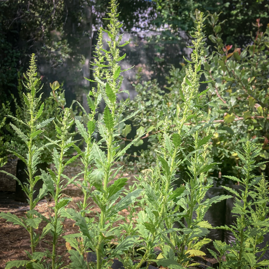 Paico Paico - Vivero del Maipo