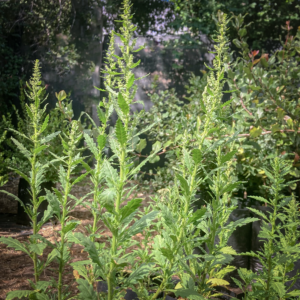 Chenopodium chilense