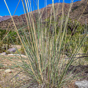 Nassella manicata