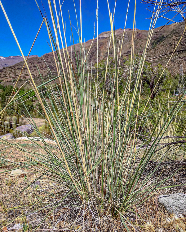 Nassella manicata