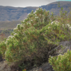 Baccharis neaei