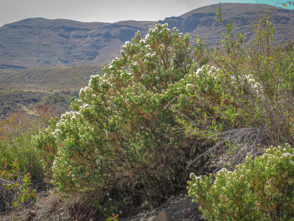 Baccharis neaei