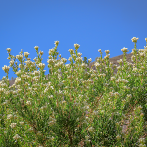 Baccharis neaei