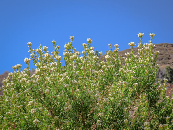 Baccharis neaei