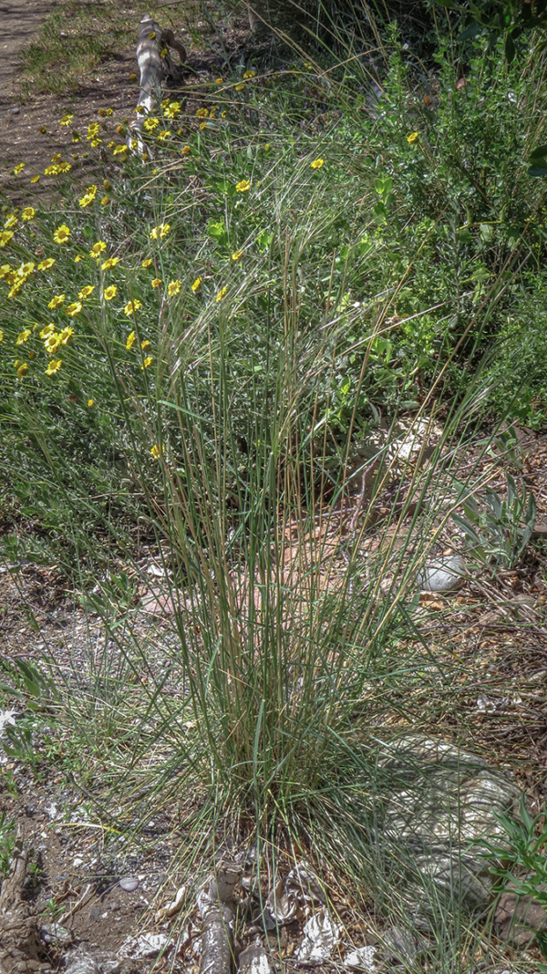 Nassella manicata