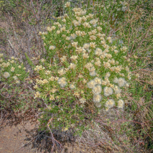 Baccharis neaei