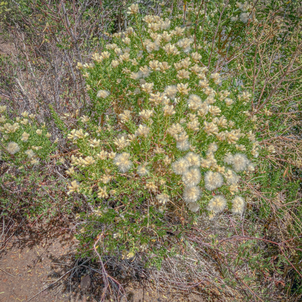 Baccharis neaei
