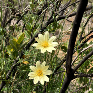 Clavel del campo