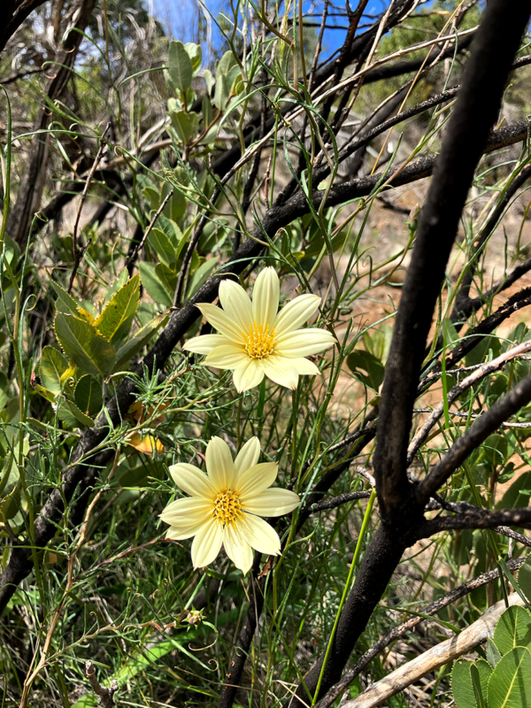 Clavel del campo