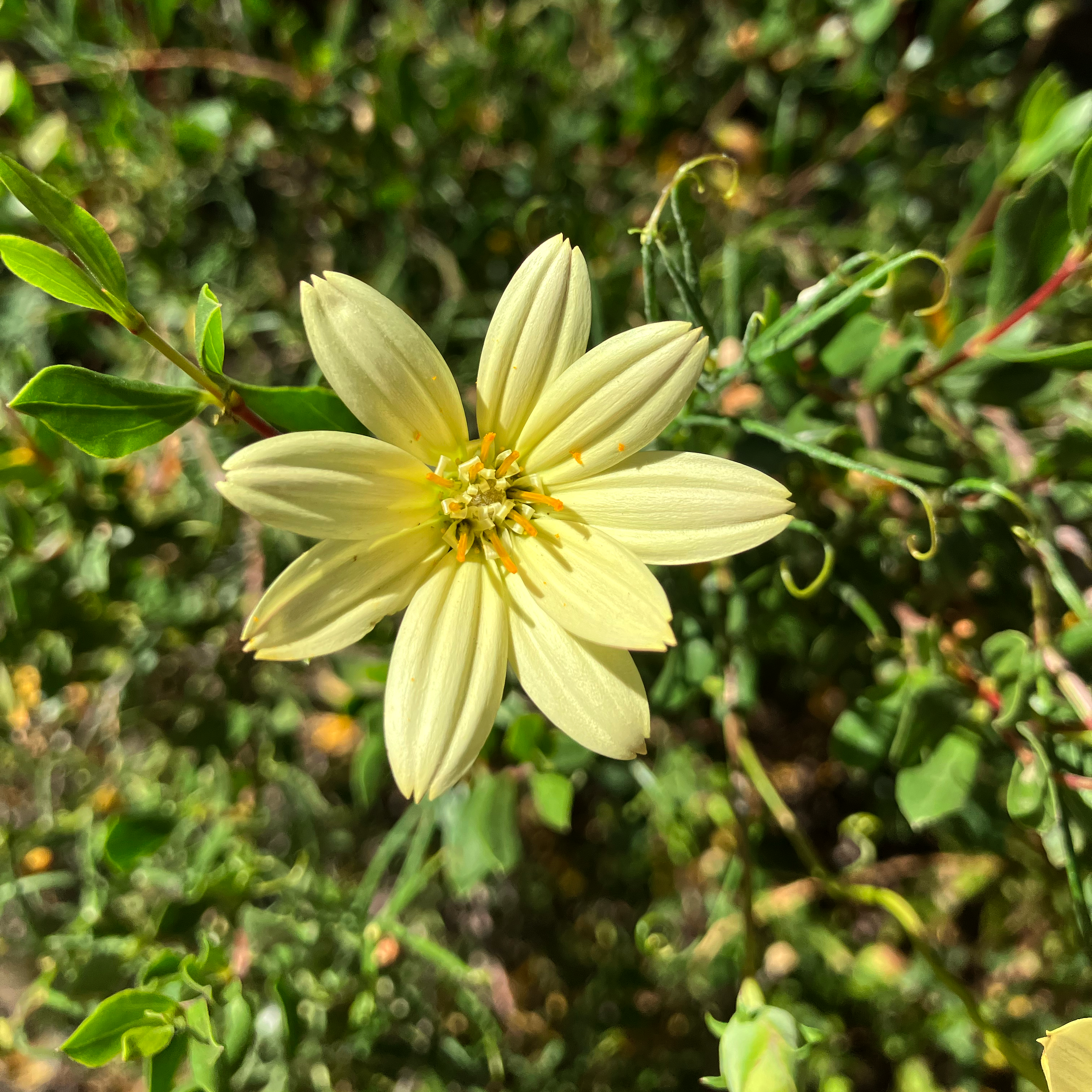 Clavel del campo