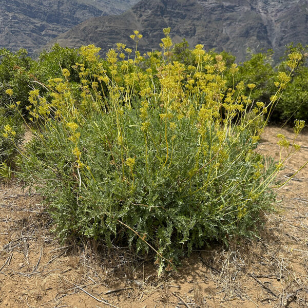Valeriana